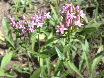 Centaurium erythraea